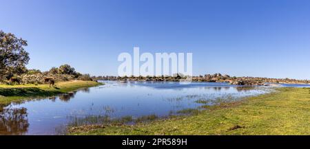 Fotografía panorámica de una laguna y unas vacas Pacunto en la reserva naturel de Los Barruecos, Malpartida de Cáceres, España Banque D'Images