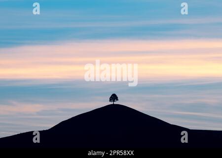 Silhouette d'un seul arbre au sommet d'une colline à l'aube, Sumiswald, Emmental, canton de Berne, Suisse Banque D'Images