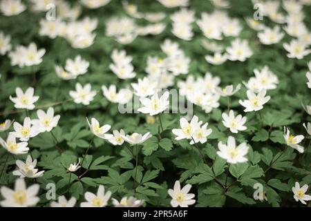 Gouttes de neige rondes à lobes Hepatica nobilis obtusa avec une fleur blanche qui fleurit sur le plancher de la forêt Banque D'Images