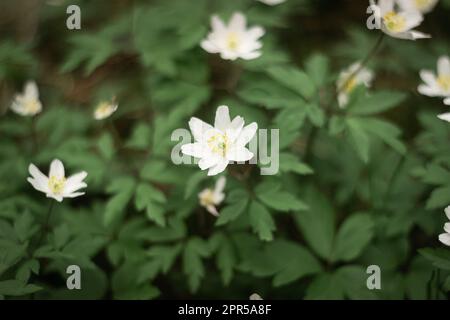 Gouttes de neige rondes à lobes Hepatica nobilis obtusa avec une fleur blanche qui fleurit sur le plancher de la forêt Banque D'Images