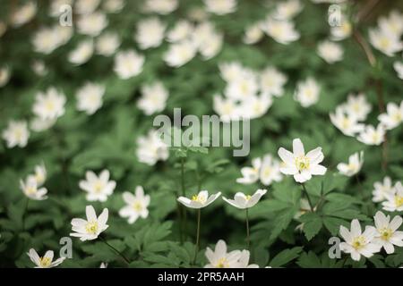 Gouttes de neige rondes à lobes Hepatica nobilis obtusa avec une fleur blanche qui fleurit sur le plancher de la forêt Banque D'Images