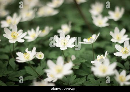 Gouttes de neige rondes à lobes Hepatica nobilis obtusa avec une fleur blanche qui fleurit sur le plancher de la forêt Banque D'Images