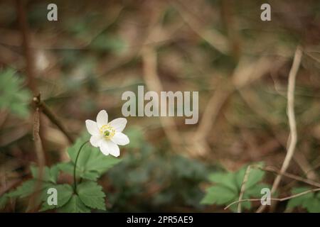 Gouttes de neige rondes à lobes Hepatica nobilis obtusa avec une fleur blanche qui fleurit sur le plancher de la forêt Banque D'Images