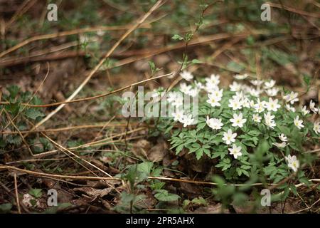 Gouttes de neige rondes à lobes Hepatica nobilis obtusa avec une fleur blanche qui fleurit sur le plancher de la forêt Banque D'Images