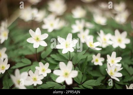 Gouttes de neige rondes à lobes Hepatica nobilis obtusa avec une fleur blanche qui fleurit sur le plancher de la forêt Banque D'Images