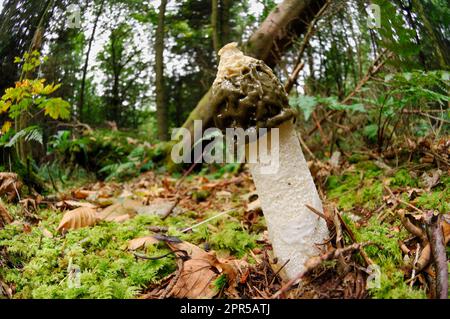 Champignons de Stinkhorn (Phallus impudicus) vue à angle bas d'un spécimen mûr dans des forêts mixtes, Dumfries-shire, Écosse, septembre 2007 Banque D'Images