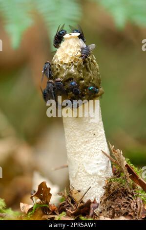 Champignons de Stinkhorn (Phallus impudicus) vue à angle bas d'un spécimen mûr avec des mouches attirées par la gelée sporale sur le chapeau dans les forêts mixtes. Banque D'Images