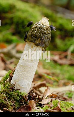 Champignons de Stinkhorn (Phallus impudicus) vue à angle bas d'un spécimen mûr avec des mouches attirées par la gelée sporale sur le chapeau dans les forêts mixtes. Banque D'Images
