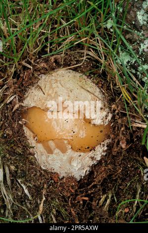 Champignons de Stinkhorn (Phallus impudicus) champignons immatures sur le point d'émerger dans l'habitat des prairies, Northumberland, Angleterre, juin 2008 Banque D'Images