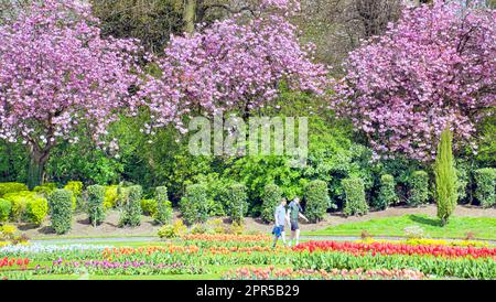 Glasgow, Écosse, Royaume-Uni 26th , avril 2023. Météo au Royaume-Uni : ville ensoleillée fleurs et fleurs de cerisier dans le parc Victoria de la ville à l'extrémité ouest Crédit Gerard Ferry/Alay Live News Banque D'Images