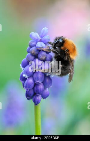 Bumblebee (Bombus hypnorum) sur la jacinthe de raisin (Muscari armeniacum) dans le jardin, Berwickshire, frontières écossaises, Écosse, avril 2021 Banque D'Images