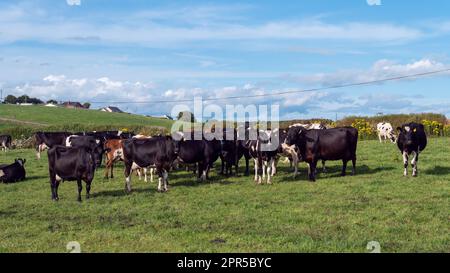 Un troupeau de vaches sur un pâturage vert d'une ferme laitière en Irlande. Un champ d'herbe verte et du bétail sous un ciel bleu. Paysage agricole, vache sur Fi vert Banque D'Images