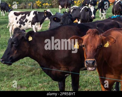 Une vache sans charme dans le champ d'une ferme d'élevage en Irlande, en soirée d'été. Banque D'Images