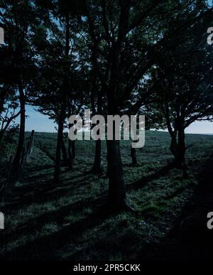 Arbres une nuit, sur le bord des bois illuminés par la lune, d'une promenade de nuit à travers la campagne du Peak District. La lumière froide de la lune Banque D'Images