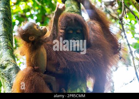 Mère orang-outan avec un cub joueur. Centre de réadaptation Sepilok Orangutan, Sandakan, Sabah, Bornéo, Malaisie. Banque D'Images