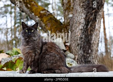 Chat mâle de forêt norvégienne assis à l'extérieur dans le jardin Banque D'Images