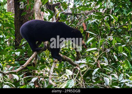 Centre de conservation de l'Ours du Soleil de Bornean (Helarctos malayanus) (BSBCC), Sandakan, Sabah, Bornéo, Malaisie. Banque D'Images