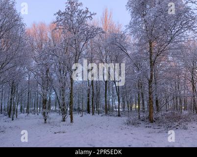 Hiverner dans les bois, les arbres dans une petite forêt après la neige, avec un petit après-midi de lumière du soleil attrapant les sommets des arbres par une journée froide. Banque D'Images