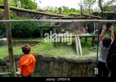 Memphis. 25th avril 2023. Cette photo prise sur 25 avril 2023 montre le panda géant ya ya au zoo de Memphis, aux États-Unis. Le géant féminin panda ya ya a quitté le zoo de Memphis ici mercredi matin pour un vol de retour en Chine.le départ de ya ya ya ya a eu lieu après 20 ans de séjour au zoo de Memphis, Tennessee. Comme arrangé par les Chinois et les Etats-Unis, elle montera dans un avion pour Shanghai. Credit: Liu Jie/Xinhua/Alay Live News Banque D'Images