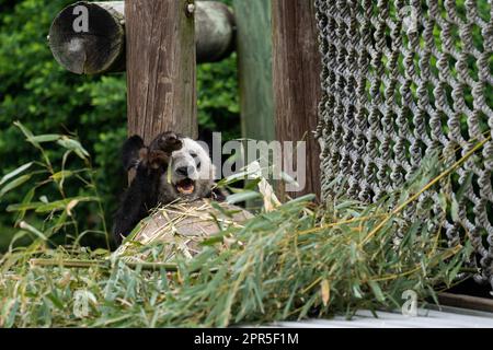 Memphis. 25th avril 2023. Cette photo prise sur 25 avril 2023 montre le panda géant ya ya au zoo de Memphis, aux États-Unis. Le géant féminin panda ya ya a quitté le zoo de Memphis ici mercredi matin pour un vol de retour en Chine.le départ de ya ya ya ya a eu lieu après 20 ans de séjour au zoo de Memphis, Tennessee. Comme arrangé par les Chinois et les Etats-Unis, elle montera dans un avion pour Shanghai. Credit: Liu Jie/Xinhua/Alay Live News Banque D'Images