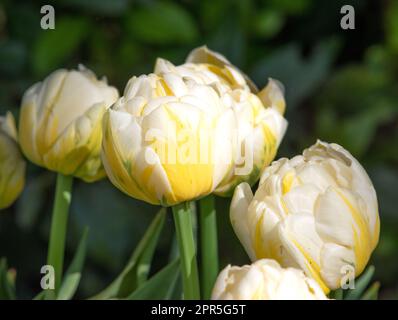 Tulipa « Flaming Evita » Banque D'Images