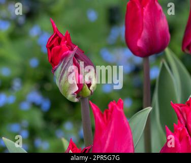 Tulipa 'Pretty Woman' Banque D'Images