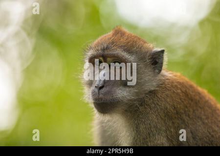 Gros plan de macaque à longue queue qui roule les yeux, Singapour Banque D'Images