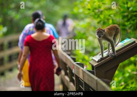 Un macaque à longue queue permet à un groupe d'Indiens de marcher le long d'une promenade dans une forêt de mangroves, Singapour Banque D'Images