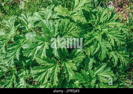 Jeunes feuilles vertes d'Heracleum dans le champ Banque D'Images