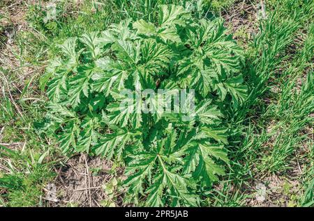 Jeunes feuilles vertes d'Heracleum dans le champ Banque D'Images