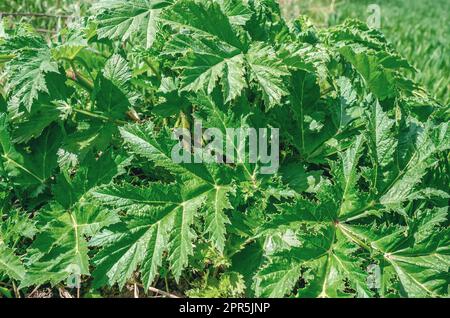 Jeunes feuilles vertes d'Heracleum dans le champ Banque D'Images