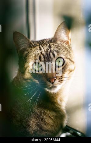 Beau chat regardant l'appareil photo Banque D'Images