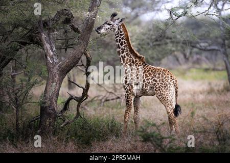 Bébé sauvage majestueux Maasai Giraffe manger des feuilles dans la savane dans le Parc National du Serengeti, Tanzanie, Afrique Banque D'Images