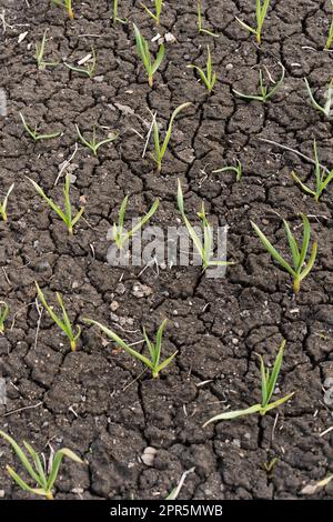 Les oignons poussent sur un sol sec fissuré dans un lit de jardin. Banque D'Images