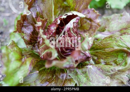 Gros plan d'un cœur radicchio, prêt à récolter dans la zone d'allotissement, RHS Rosemoor, Devon, Royaume-Uni Banque D'Images