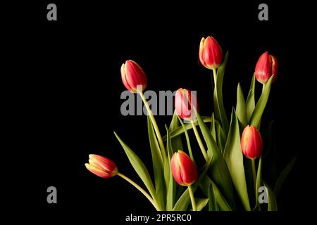Bouquet de tulipes fraîches rouges Banque D'Images