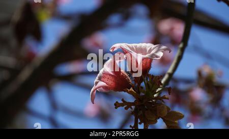 Brachychiton décolorer ou lacébark des fleurs roses en été Banque D'Images