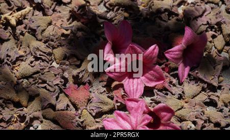 Brachychiton décolorer ou lacébark des fleurs roses en été Banque D'Images