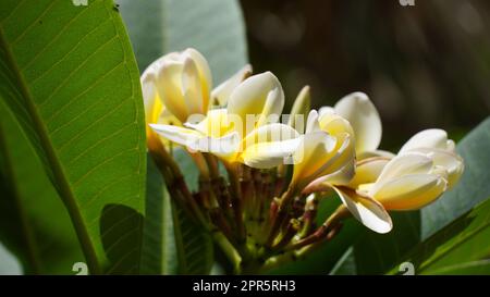 Fleurs de plumeria blanches et jaunes bouquet de fleurs gros plan Banque D'Images