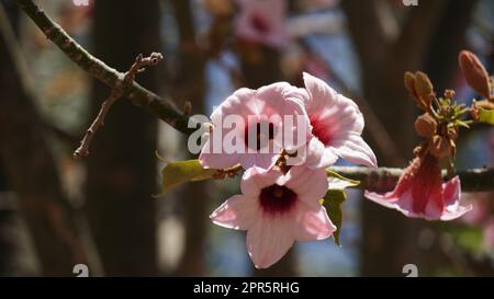 Brachychiton décolorer ou lacébark des fleurs roses en été Banque D'Images