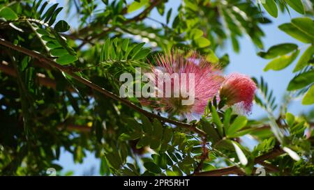 Fleurs d'acacia (albizzia Julibrissin) arbre de soie persane Banque D'Images