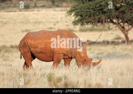 Rhinocéros blancs en pâturage dans les prairies Banque D'Images