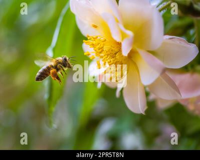 Abeille volant à une fleur de rose blanche Banque D'Images