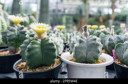 Astrophythum myriostigma cactus fleurs cultivant dans la pépinière Banque D'Images