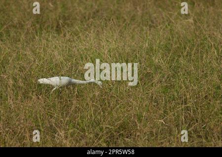 Egret intermédiaire Ardea intermedia recherche de nourriture. Banque D'Images