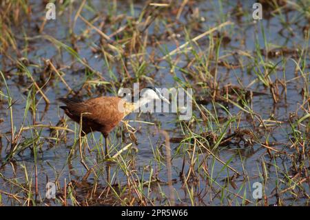 jacana Actophilornis africanus africaine dans un lagon. Banque D'Images