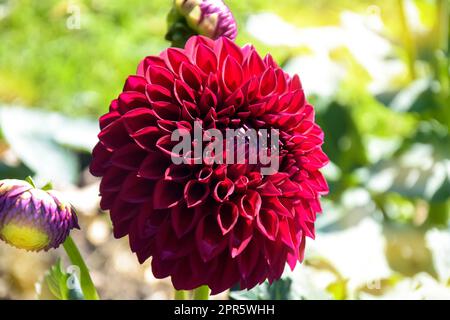 Fleur de Dahlia Gglorieux en gros plan. Une fleur d'automne Dahlia sur un lit de fleurs dans le jardin. Copier l'espace. Mise au point sélective. Banque D'Images