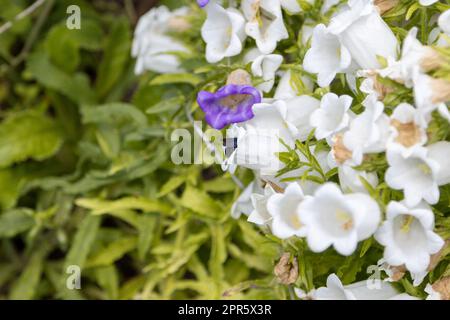 Une abeille en bois bleu, Xylocopa violacea, recherche le pollen d'une fleur de bellflower Banque D'Images