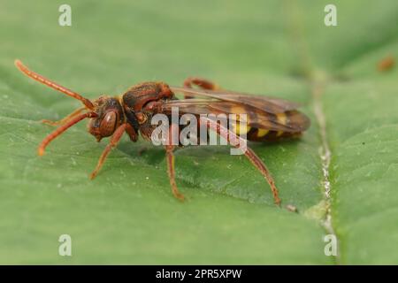 Gros plan naturel sur une femelle rouge colorée de l'abeille nomade flaveuse, Nomada flava sur une feuille verte Banque D'Images