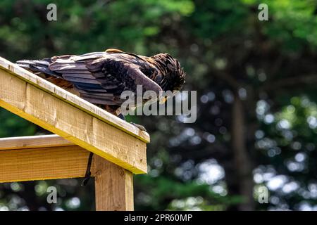 Le bateleur (Terathopius ecaudatus) est un aigle de taille moyenne de la famille des Accipitridae Banque D'Images